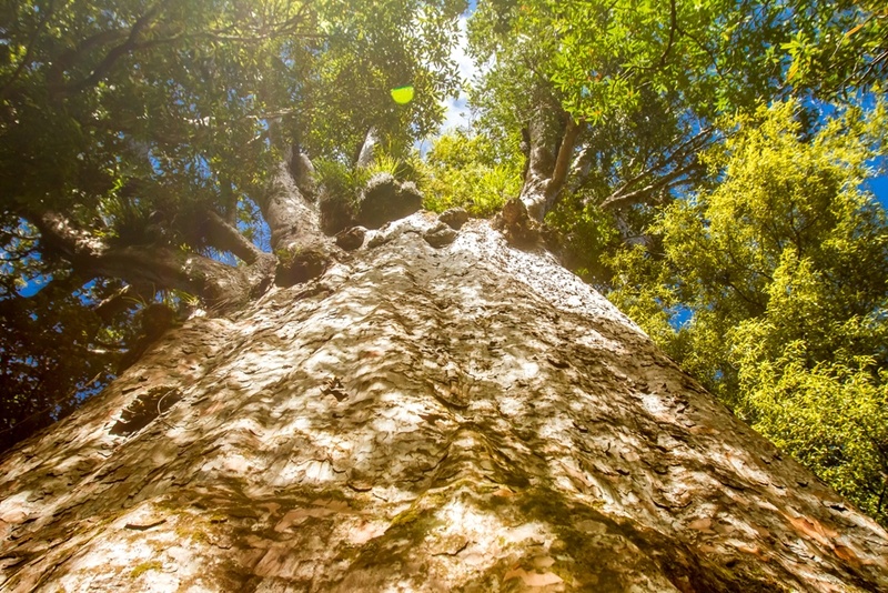 National parks are a huge part of the Sutherland Shire's appeal.