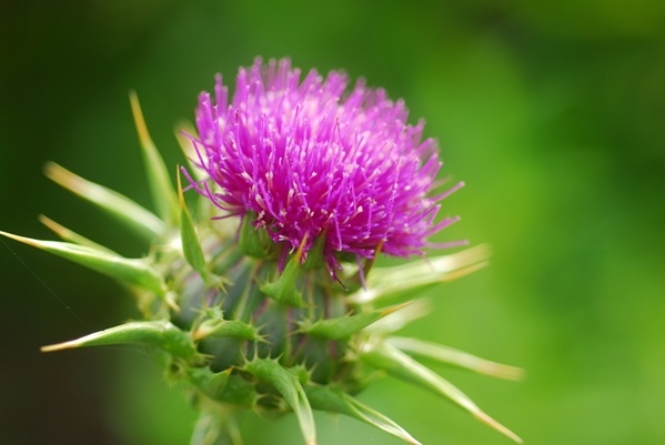 September 2015 - What to expect in spring?