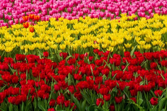 Spring Property Market - Bloom or Gloom? - September Market Update