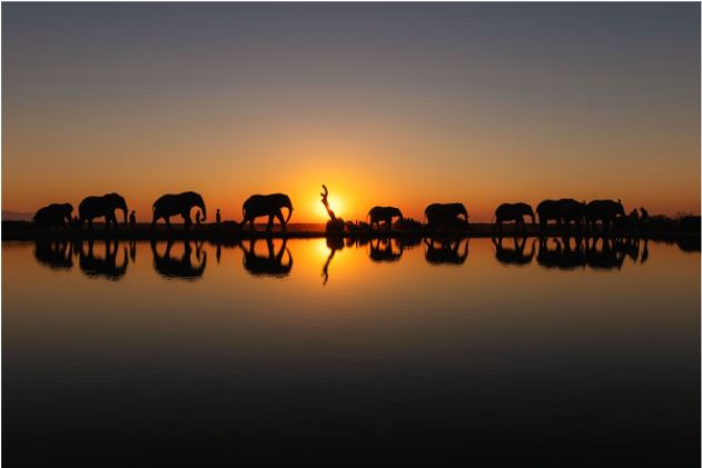 The Power of the Anti-Herd Approach - August 2020